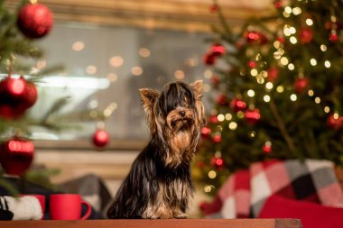 Masada küçük şirin bir köpek, Noel ağacı ve arka planda süslemeler.