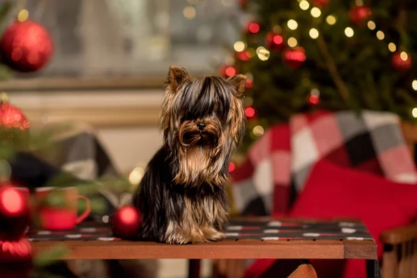桌上有可爱的小狗 背景上有圣诞树和装饰品 — 图库照片
