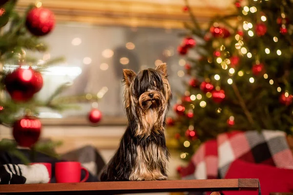 有圣诞树和装饰品的可爱的小狗 — 图库照片