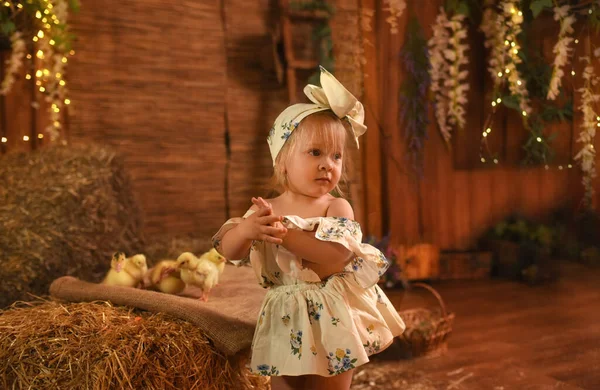 Güzel Küçük Kız Ördek Yavruları Piliçlerle Oynuyor — Stok fotoğraf