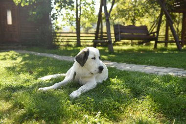 Bahçedeki sevimli köpek.. 