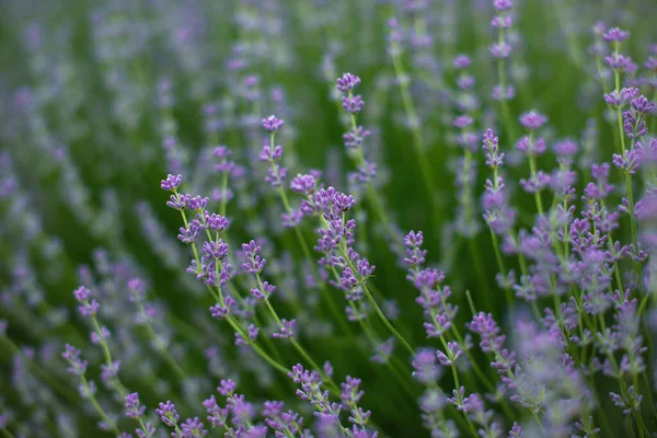 Schöne Violette Lavendelblüten Die Auf Dem Feld Wachsen — Stockfoto
