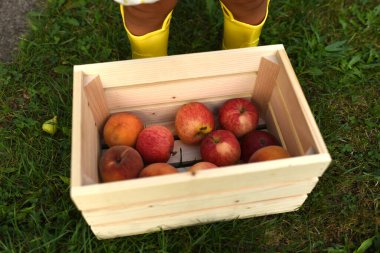 Kutudaki elmalar. Elma hasatı. Bir kutu elma çimlerin üzerinde duruyor.
