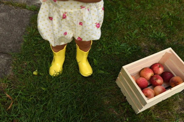 Mädchen Gummistiefel Äpfel Sammeln — Stockfoto