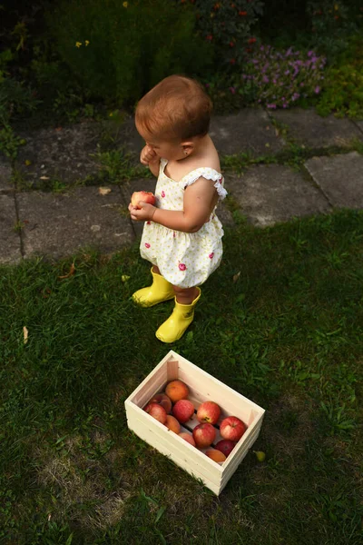 Flicka Gummistövlar Samla Äpplen — Stockfoto