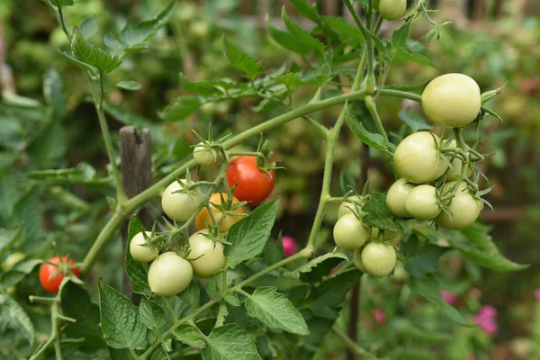 Los Tomates Rojos Sobre Planta — Foto de Stock
