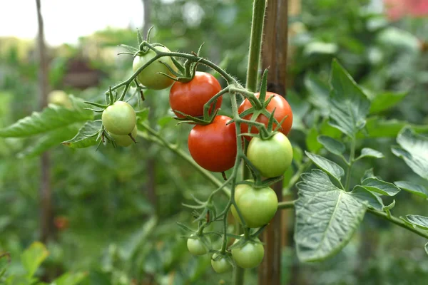 Tomates Rouges Sur Une Plante — Photo