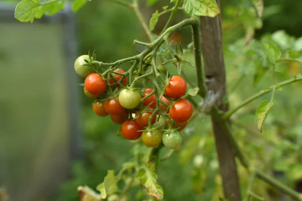 식물에 토마토 — 스톡 사진