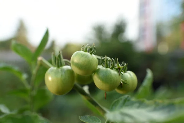 Tomates Vertes Sur Une Vigne — Photo