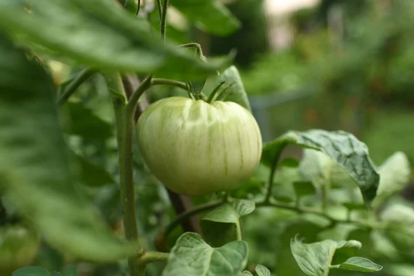 Tomates Vertes Sur Une Vigne — Photo