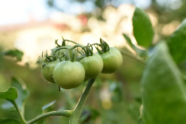 Los Tomates Verdes Sobre Vid — Foto de Stock