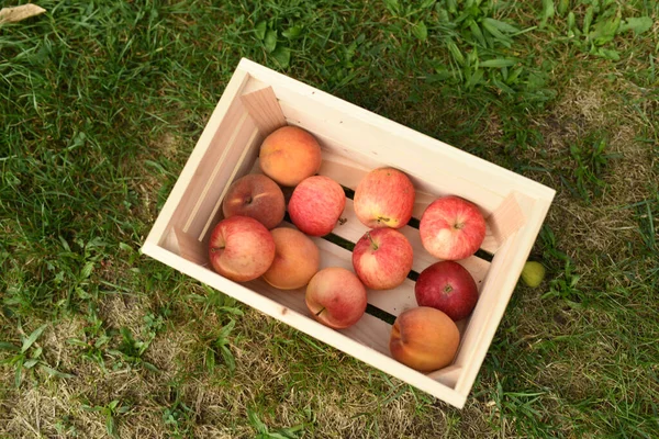 箱の中のリンゴ リンゴの収穫 草の上にりんごの箱が立っている — ストック写真
