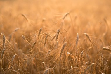 Buğday tarlası. Olgun buğday başakları.