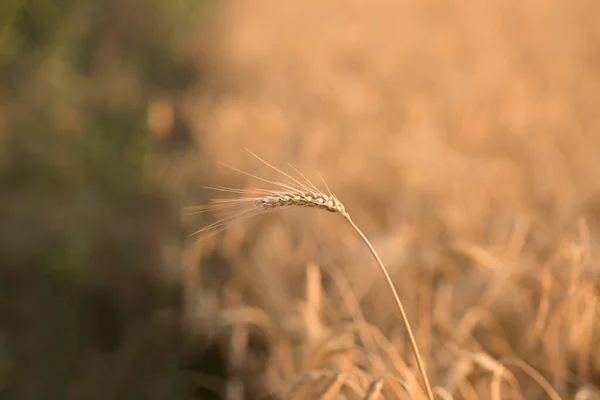 Pšeničné Pole Zralé Výhonky Pšenice — Stock fotografie