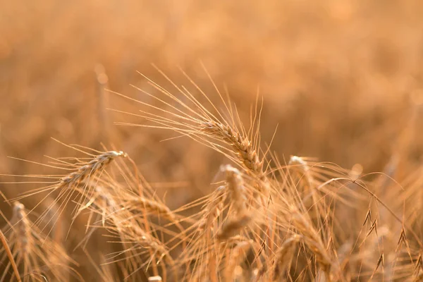 Wheat Field Ripe Spikelets Wheat — Stock Photo, Image