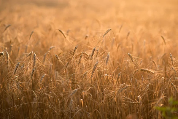 Пшеничне Поле Стрічкові Колоски Пшениці — стокове фото