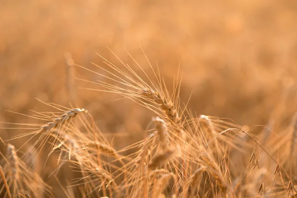 Pšeničné Pole Zralé Výhonky Pšenice — Stock fotografie