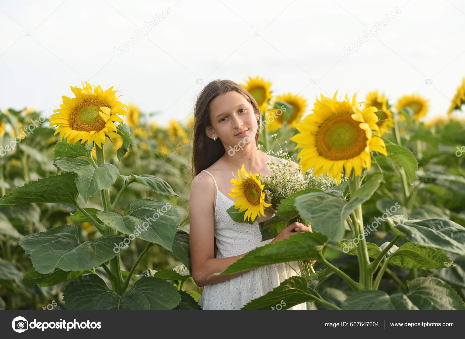 Beautiful Girl Walks Field Sunflowers Girl Long Hair White Dress