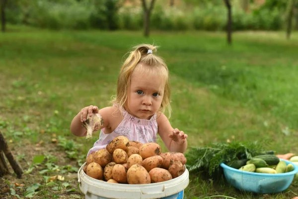 Маленька Красива Дівчинка Саду Дитина Врожаєм Овочів Колекція Кабачків Картоплі — стокове фото