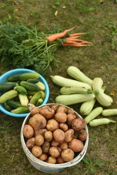Harvesting Fresh Vegetables Harvested Garden Zucchini Carrots Cucumbers Potatoes — Stock Photo, Image