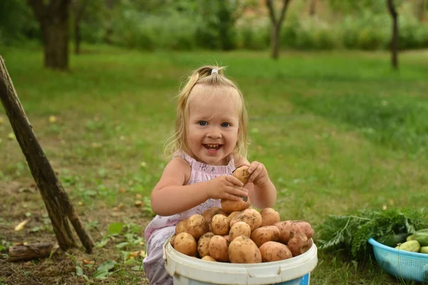 Маленька Красива Дівчинка Саду Дитина Врожаєм Овочів Колекція Кабачків Картоплі — стокове фото