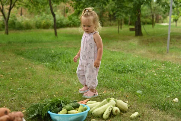 Mała Piękna Dziewczynka Ogrodzie Ogrodzie Dziecko Zbiorami Warzyw Zbiór Cukinii — Zdjęcie stockowe