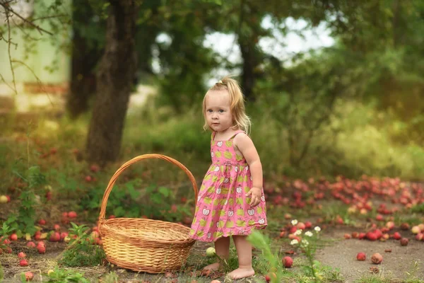 Kleines Schönes Mädchen Garten Mit Äpfeln Kind Pflückt Äpfel — Stockfoto