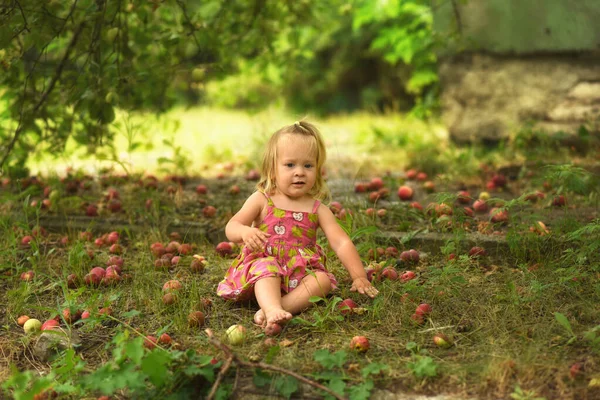 Маленька Красива Дівчинка Саду Яблуками Дитина Збирає Яблука — стокове фото
