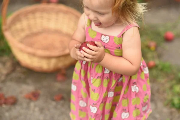 Маленька Красива Дівчинка Саду Яблуками Дитина Збирає Яблука — стокове фото