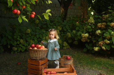 Güzel bir kız elma toplar. Elma bahçesi. Çocuk elinde elma ve bir sepet elma tutuyor. Bahçede yürü. Uzun saçlı bir kız gülümser ve doğada yürür. Elma bahçesinde iki yaşında bir kız.
