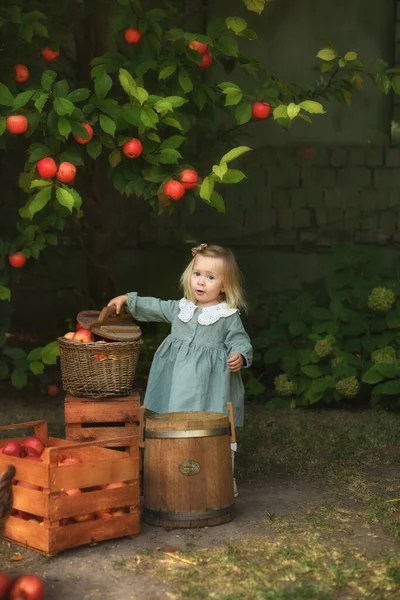 Красива Дівчина Збирає Яблука Яблучний Сад Дитина Тримає Руках Яблука — стокове фото