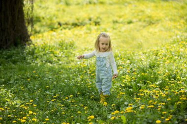Güzel küçük bir kız karahindiba tarlasında yürüyor. Çocuk bahar yürüyüşleri. Sarı saçlı, sarı lastik çizme giyen iki yaşında bir kız.
