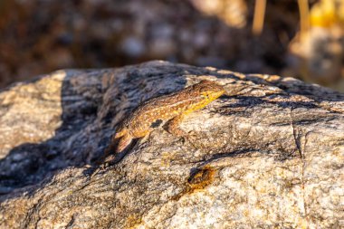 Tucson, Arizona 'da Yaygın Yüzlü Kertenkele