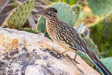 A Greater Roadrunner in Tucson, Arizona clipart