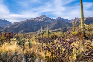 Sabino Kanyonu 'nun yürüyen patikasından destansı manzara