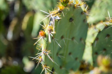 Tucson, Arizona 'da uzun ince bir Saguaro Kaktüsü