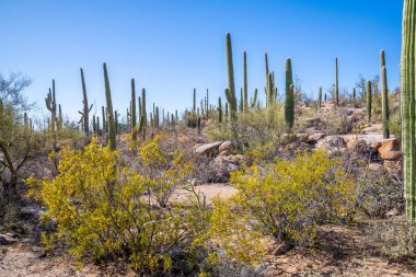 Tucson, Arizona 'da uzun ince bir Saguaro Kaktüsü