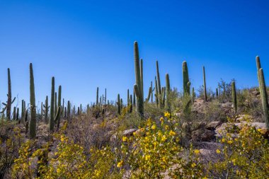 Tucson, Arizona 'da uzun ince bir Saguaro Kaktüsü