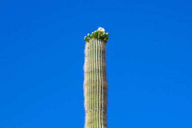 Tucson, Arizona 'da uzun ince bir Saguaro Kaktüsü