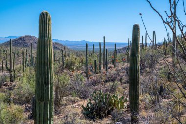 Tucson, Arizona 'da uzun ince bir Saguaro Kaktüsü