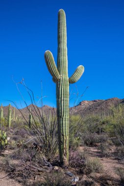 Tucson, Arizona 'da uzun ince bir Saguaro Kaktüsü