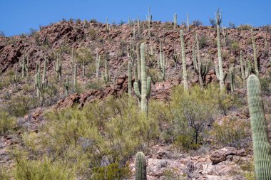 Tucson, Arizona 'da uzun ince bir Saguaro Kaktüsü