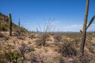 Tucson, Arizona 'da uzun ince bir Saguaro Kaktüsü