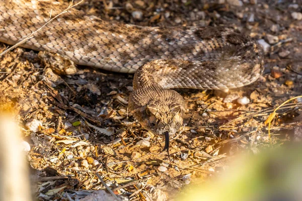 Egy Csörgőkígyó Tucsonban Arizonában — Stock Fotó
