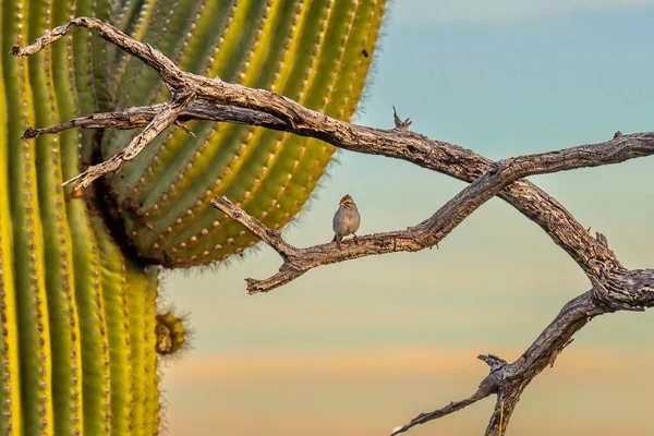 Ein Rostiger Geflügelter Spatz Tucson Arizona — Stockfoto