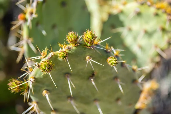 Ένας Μακρύς Λεπτός Κάκτος Saguaro Στην Tucson Arizona — Φωτογραφία Αρχείου