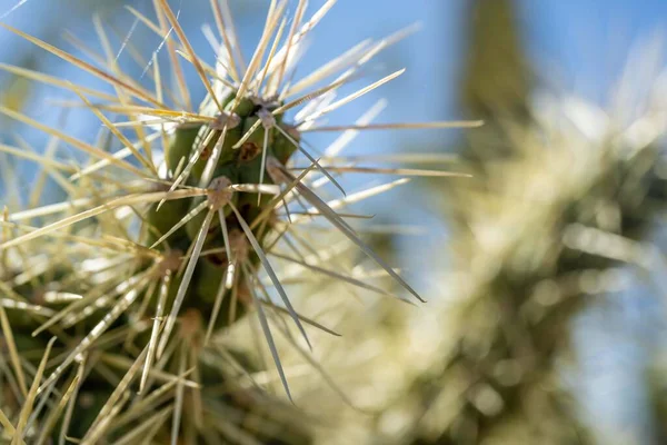 Ένας Μακρύς Λεπτός Κάκτος Saguaro Στην Tucson Arizona — Φωτογραφία Αρχείου