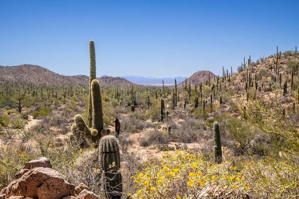 stock image A long slender Saguaro Cactus in Tucson, Arizona