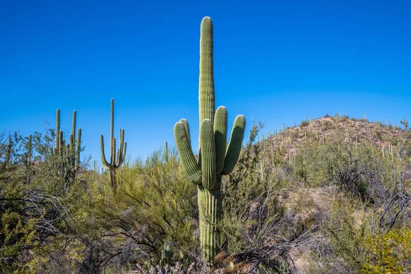 Длинный Стройный Кактус Сагуаро Тусоне Аризона — стоковое фото