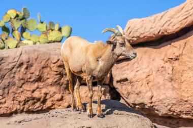 Tucson, Arizona 'da bir Bighorn koyunu.